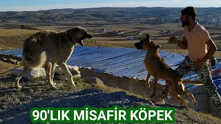 #deliibo TEK TEK HAYIRLI OLSUNA GİTTİK. KÖPEKLERİMİZİN YENİ EVLERİ. 90'LIK MİSAFİR KÖPEK!! DOG