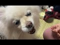 犬vlog｜ポメラニアンの彼氏、彼女の実家でお正月満喫【長野帰省】🐾🐶🚌 餅つき、お節料理、お年玉、犬のお友だち🐕💕