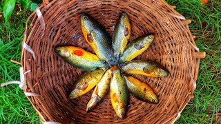 Village Style kaoufish Recipe|Climbing perch fishing and cooking|କଉ ମାଛ ଝୋଳ #fishing #fishcurry