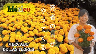 【メキシコ】死者の日に向けて花市場でお買い物-Compras para Día de Muertos