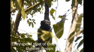 The Hoolock Gibbon (হলৌ)