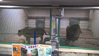 14.01 茶臼山動物園 ライオンのランと臼三