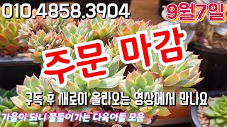 [9월7일]분채배송/카드결제가능✨️가을이 되니 물들어가는 다육 군생들 모음 #01048583904 #전국택배가능