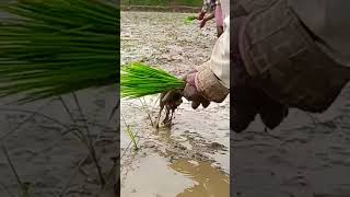 SRI paddy #paddy #sri #villagevlog #nature #kisan #farmer #farming #agriculturelife