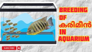 KARIMEEN BREEDING IN AQUARIUM