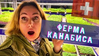 Куда катится мир| продукты будущего | инвестиции в био еду