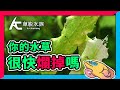 破解7個養水草錯誤習慣！看完後水草不再往生｜AC草影水族（CC字幕）