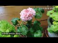 제라늄 이파리 종류는 어떤것 들이 있을까요 ㅣleaf types of pelargoniums