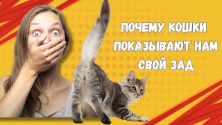 Почему кошки показывают вам свой зад?  Причины и как на это реагировать!