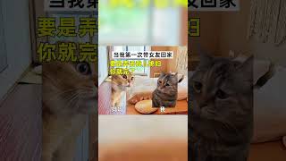 当我第一次带女友回家 #猫meme #搞笑 #猫meme小剧场 #funny #内容过于真实 #cat