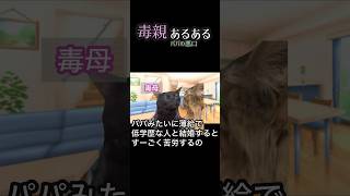 毒親あるあるを猫ミームにしてみた/パパの悪口 #shorts #毒親あるある #猫ミーム