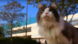 猫の足で何歩？コンパクトタウン・香川県宇多津町のPR動画