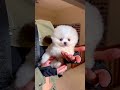 speedy🐩 pomeranian puppy pets doglife fyp