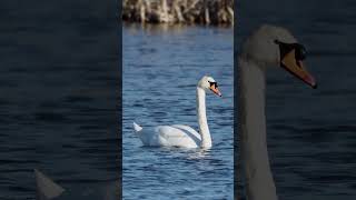 Mute swan in spring on pond #pond #mute #swan #spring #bird #nature #beautiful #love #sweet HA86332