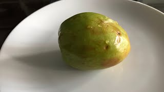 Indian jujube, tasting the true tropical evergreen jujube, Zizyphus Mauritiana