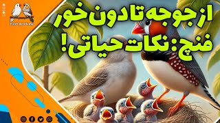 جوجه فنچ کی دون‌خور می‌شه؟ مراحل کامل رشد