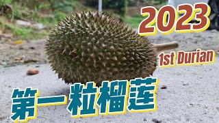 2023 自家榴莲， 开始掉了.The durian starts falling（English Subtitle)