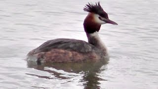 Potápka roháč (Podiceps cristatus),Potápka chochlatá,Haubentaucher,Great Crested Grebe