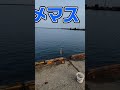 岩内漁港。人！人！人！強風からのサビキと投げ。 ちゃんまん 釣り 北海道 岩内 アメマス