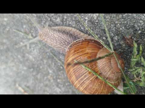 Is it safe to touch snails?