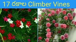 252 - 17 రకాల Climbing Flowering Vines గురించి తెలుసుకుందామా. నచ్చినవి తెచ్చుకోవచ్చు.