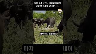 늙은 수컷 사자는 버펄로 무리에 잔인한 최후를 맞이합니다