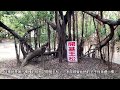 （台南安南）十二佃神榕公園，一顆榕樹佔地千坪樹冠茂盛，台南另類奇觀。