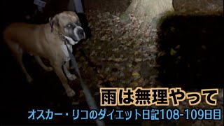 ロイちゃん雨散歩行かへんの？【オスカー・リコのダイエット日記108 109日目】