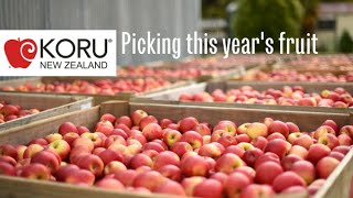 KORU® Harvest: The best apples from our orchards are picked!