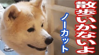 秋田犬 散歩嫌い 行かないよー　毎日の犬散歩苦労してます