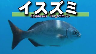 【 イスズミ 】食害魚を有効利用　Kyphosus vaigiensis