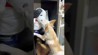 【チワワのミエル】ぬいぐるみと遊びたいミエルさん🐶#chihuahua #チワワとの暮らし #チワワ動画 #犬のいる暮らし #今日のわんこ #dog #かわいい犬