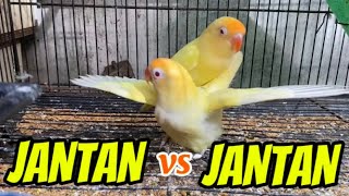 Lovebird jantan kok bisa begini?