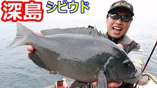 朝ダナを狙ってグレを連発します！　　大分県深島 シビウド