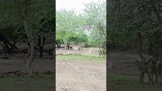 ambaradi safari park dhari