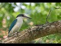 Collared Kingfisher: Finding a Mate