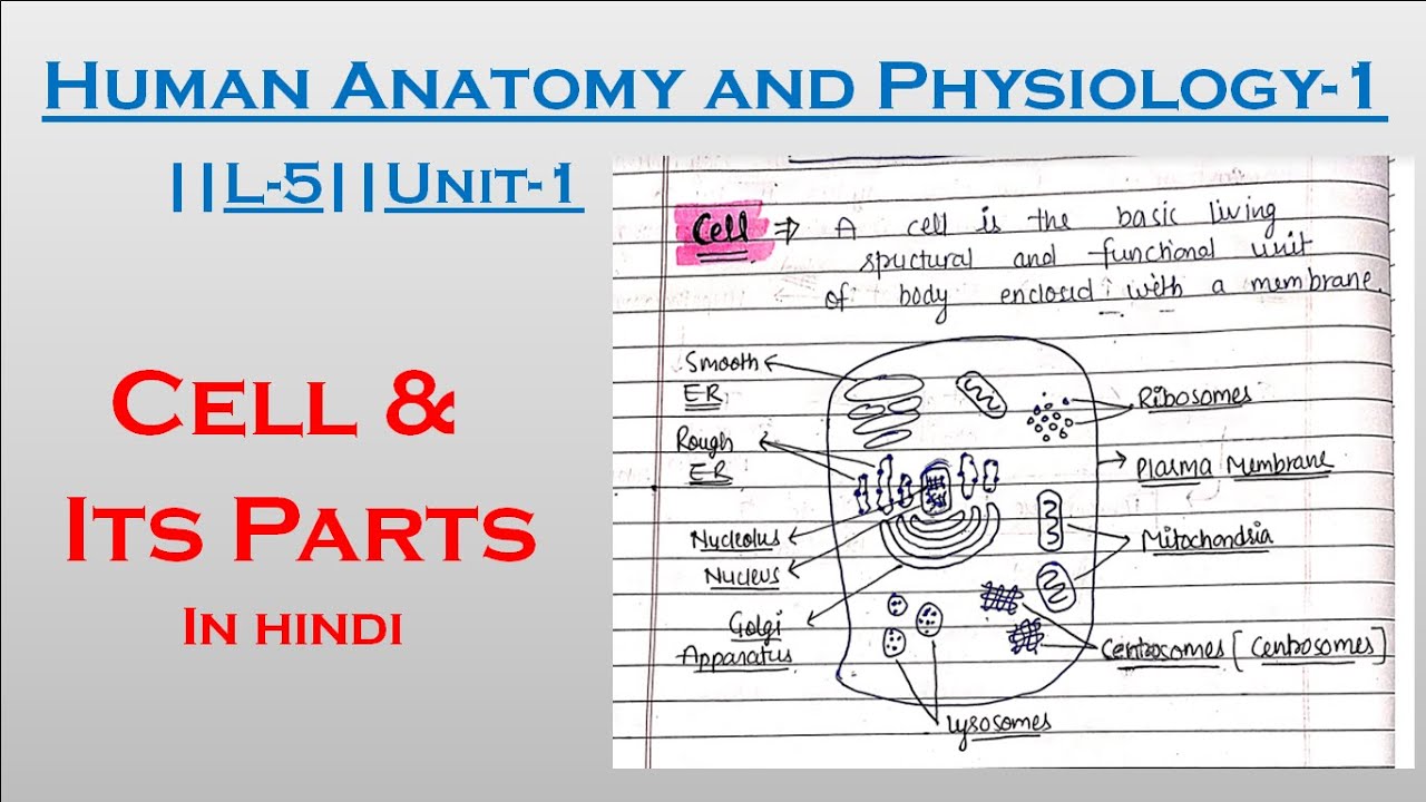 Cell & Its Parts || Human Anatomy And Physiology-1||L-5||Unit-1|| B ...