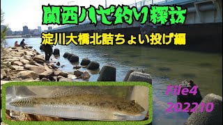 関西ハゼ釣り探訪　淀川大橋北詰ちょい投げ編　ハゼ釣りシーズンイン20221002