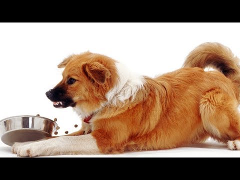 How To Stop A Dog From Guarding Food. Guide To Food Aggression And Resource Guarding. How To Stop A Dog From Guarding Food. Guide To Food Aggression And Resource Guarding.
