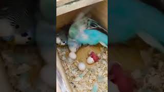 Unbelievable Motherly Instincts in Action! 😱👩‍👧 #viral #parakeet #parrot#shorts