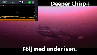 2025 Följ med under isen! Isfiske med ekolod, Deeper Chirp+ Regnbågsfiske med pimpelspö \u0026 mormyska.