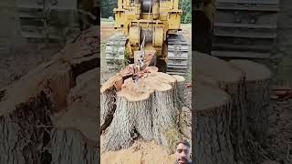 #wood #firewood #woodworking #viralvideo देखिए दोस्तों जंगल में कैसे जुड़े उखड़े जाते हैं