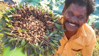 கிராமத்து ஏரியில் பிடுங்கிய குட்டி கிழங்கு புளிக்குழம்பு |  Kutty kilangu plucked in village lake