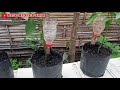 make simple drip irrigation from old bottles for all crops