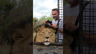 How to Load LIONS #fun #wildlife #cat