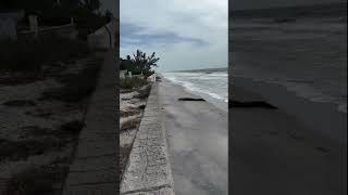 Alligator relaxes on Boca Grande Beach in Florida