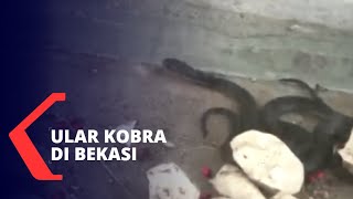 Geger 13 Ular Kobra Ditemukan di Bekasi, Ada yang Panjangnya 2 Meter