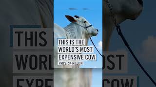 The world's “best” cow is worth over $4 million | NBC4 Washington