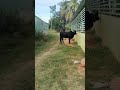 ಮಲೆನಾಡು ಗಿಡ್ಡ black hori malenadugidda malnadgidda bulllovers bull animals