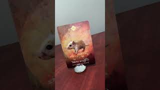 #402 Capricorn - Spirit Animal Oracle Message, Mouse Spirit Rvsd